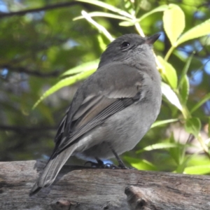 Pachycephala pectoralis at ANBG - 10 Apr 2024