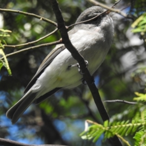 Pachycephala pectoralis at ANBG - 10 Apr 2024