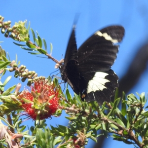 Papilio aegeus at ANBG - 10 Apr 2024 01:21 PM