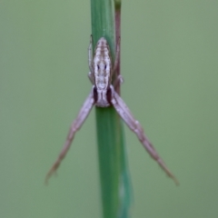 Runcinia acuminata (Pointy Crab Spider) at Moruya, NSW - 11 Apr 2024 by LisaH