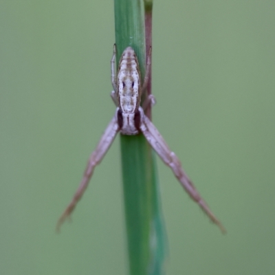 Runcinia acuminata (Pointy Crab Spider) at Moruya, NSW - 11 Apr 2024 by LisaH