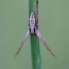 Unidentified Spider (Araneae) at Moruya, NSW - 11 Apr 2024 by LisaH