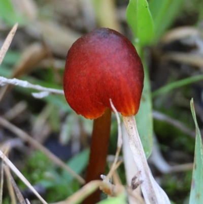 Hygrocybe astatogala at Moruya, NSW - 11 Apr 2024 by LisaH