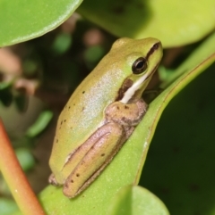 Litoria fallax (Eastern Dwarf Tree Frog) at Moruya, NSW - 11 Apr 2024 by LisaH