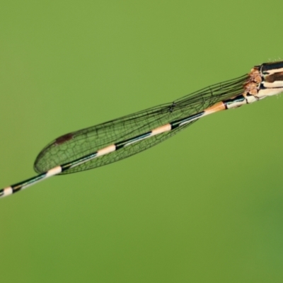 Austrolestes leda (Wandering Ringtail) at Moruya, NSW - 11 Apr 2024 by LisaH