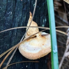 Unidentified Fungus at Moruya, NSW - 28 Mar 2024 by LisaH