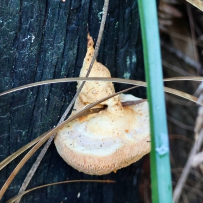 Unidentified Fungus at Moruya, NSW - 28 Mar 2024 by LisaH