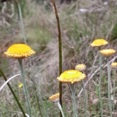 Coronidium monticola (Mountain Button Everlasting) at Tidbinbilla Nature Reserve - 22 Oct 2023 by Venture