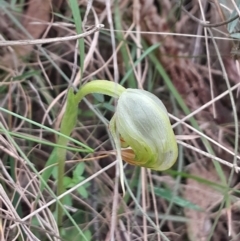 Pterostylis nutans (Nodding Greenhood) at Tidbinbilla Nature Reserve - 22 Oct 2023 by Venture