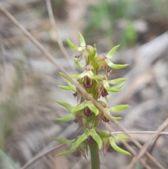 Corunastylis cornuta (Horned Midge Orchid) at Acton, ACT - 10 Feb 2024 by Venture