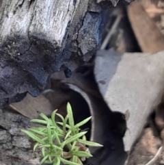 Brachyscome rigidula (Hairy Cut-leaf Daisy) at Black Mountain - 1 Apr 2024 by Venture