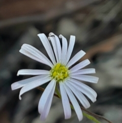 Brachyscome rigidula at Black Mountain - 1 Apr 2024