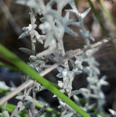 Chrysocephalum apiculatum at Black Mountain - 1 Apr 2024 01:45 PM