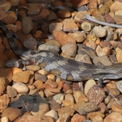 Unidentified Skink at Wellington Point, QLD - 27 Mar 2024 by TimL