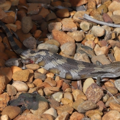Tiliqua scincoides scincoides at Wellington Point, QLD - 27 Mar 2024 by TimL