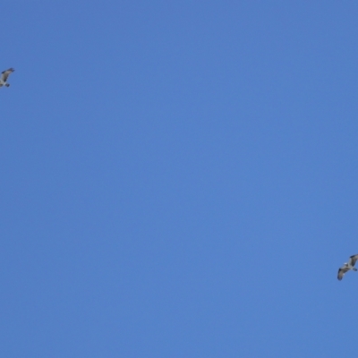 Pandion haliaetus (Osprey) at Cleveland, QLD - 29 Mar 2024 by TimL