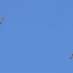 Pandion haliaetus at Cleveland, QLD - suppressed