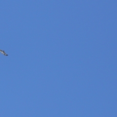 Pandion haliaetus at Cleveland, QLD - suppressed