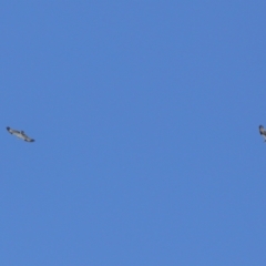 Pandion haliaetus at Cleveland, QLD - suppressed