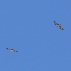 Pandion haliaetus at Cleveland, QLD - suppressed