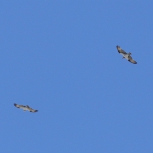 Pandion haliaetus at Cleveland, QLD - suppressed