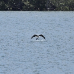 Icthyophaga leucogaster (White-bellied Sea-Eagle) at Cleveland, QLD - 29 Mar 2024 by TimL