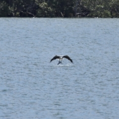 Haliaeetus leucogaster (White-bellied Sea-Eagle) at Cleveland, QLD - 29 Mar 2024 by TimL