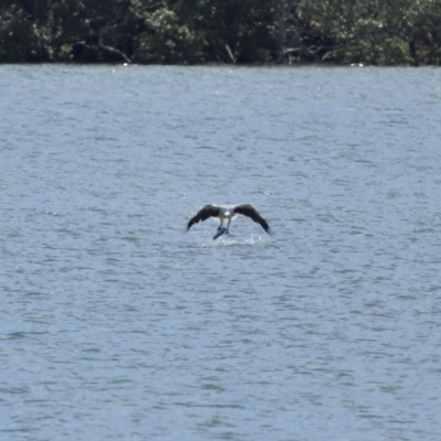 Haliaeetus leucogaster (White-bellied Sea-Eagle) at Cleveland, QLD - 29 Mar 2024 by TimL