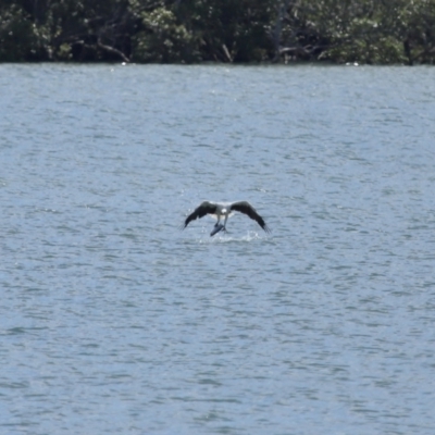 Icthyophaga leucogaster (White-bellied Sea-Eagle) at Cleveland, QLD - 29 Mar 2024 by TimL