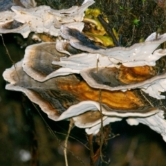 Trametes sp. at Seaview, VIC - 22 Jul 2019 by Petesteamer