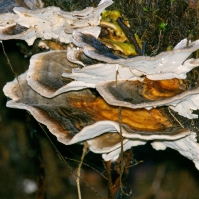Trametes sp. at Seaview, VIC - 22 Jul 2019 by Petesteamer