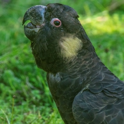 Zanda funerea (Yellow-tailed Black-Cockatoo) at Allambee, VIC - 24 Mar 2019 by Petesteamer