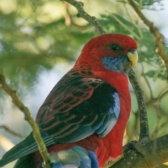 Platycercus elegans (Crimson Rosella) at Allambee, VIC - 24 Mar 2019 by Petesteamer