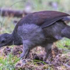 Menura novaehollandiae (Superb Lyrebird) at Seaview, VIC - 22 Jul 2019 by Petesteamer