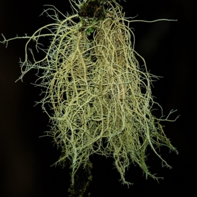 Unidentified Lichen, Moss or other Bryophyte at Seaview, VIC - 22 Jul 2019 by Petesteamer