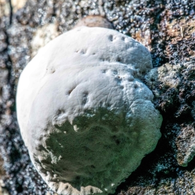 Unidentified Other non-black fungi  at Seaview, VIC - 22 Jul 2019 by Petesteamer