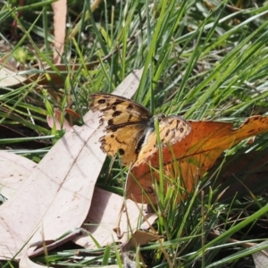 Heteronympha penelope at Molonglo Gorge - 8 Mar 2024 11:05 AM