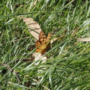 Heteronympha penelope at Molonglo Gorge - 8 Mar 2024 11:05 AM