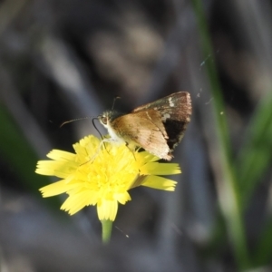 Dispar compacta at Molonglo Gorge - 8 Mar 2024