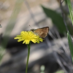 Dispar compacta at Molonglo Gorge - 8 Mar 2024