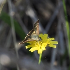 Dispar compacta at Molonglo Gorge - 8 Mar 2024