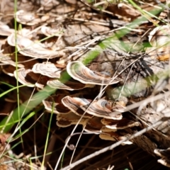 Trametes versicolor (Turkey Tail) at Tidbinbilla Nature Reserve - 11 Apr 2024 by JimL