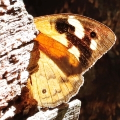 Heteronympha merope (Common Brown Butterfly) at Kambah, ACT - 11 Apr 2024 by JimL