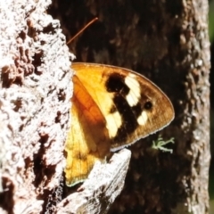 Heteronympha merope at Tidbinbilla Nature Reserve - 11 Apr 2024 11:50 AM