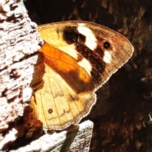 Heteronympha merope at Tidbinbilla Nature Reserve - 11 Apr 2024 11:50 AM