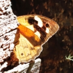 Heteronympha merope at Tidbinbilla Nature Reserve - 11 Apr 2024 11:50 AM