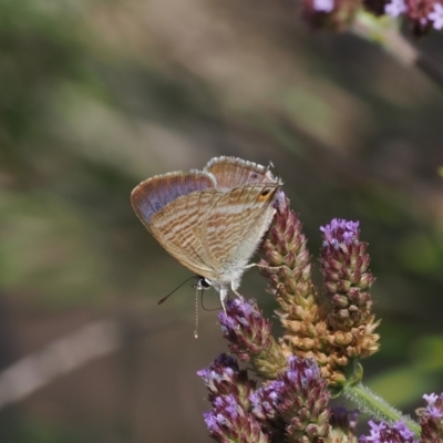 Lampides boeticus (Long-tailed Pea-blue) at Oaks Estate, ACT - 8 Mar 2024 by RAllen