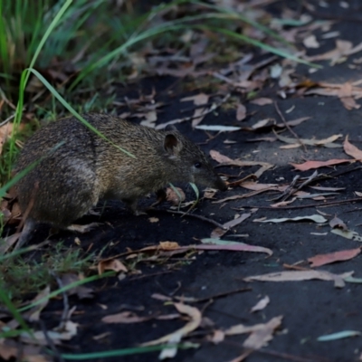 Isoodon obesulus obesulus (Southern Brown Bandicoot) at Kambah, ACT - 11 Apr 2024 by JimL
