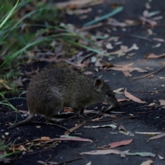 Isoodon obesulus obesulus at Tidbinbilla Nature Reserve - 11 Apr 2024