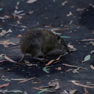 Isoodon obesulus obesulus at Tidbinbilla Nature Reserve - 11 Apr 2024